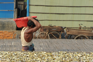 Workers dry fish processing in Chittagong, the process involves removing water from fish through evaporation, such as by sun drying, smoking, or air drying. The dry fish It is exported to the Middle East and Europe.